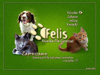 Felis - Lecznica dla zwierząt - wykonane przez VisualTeam.pl